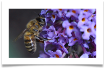 Honeybee on flower._01 - June Bannister